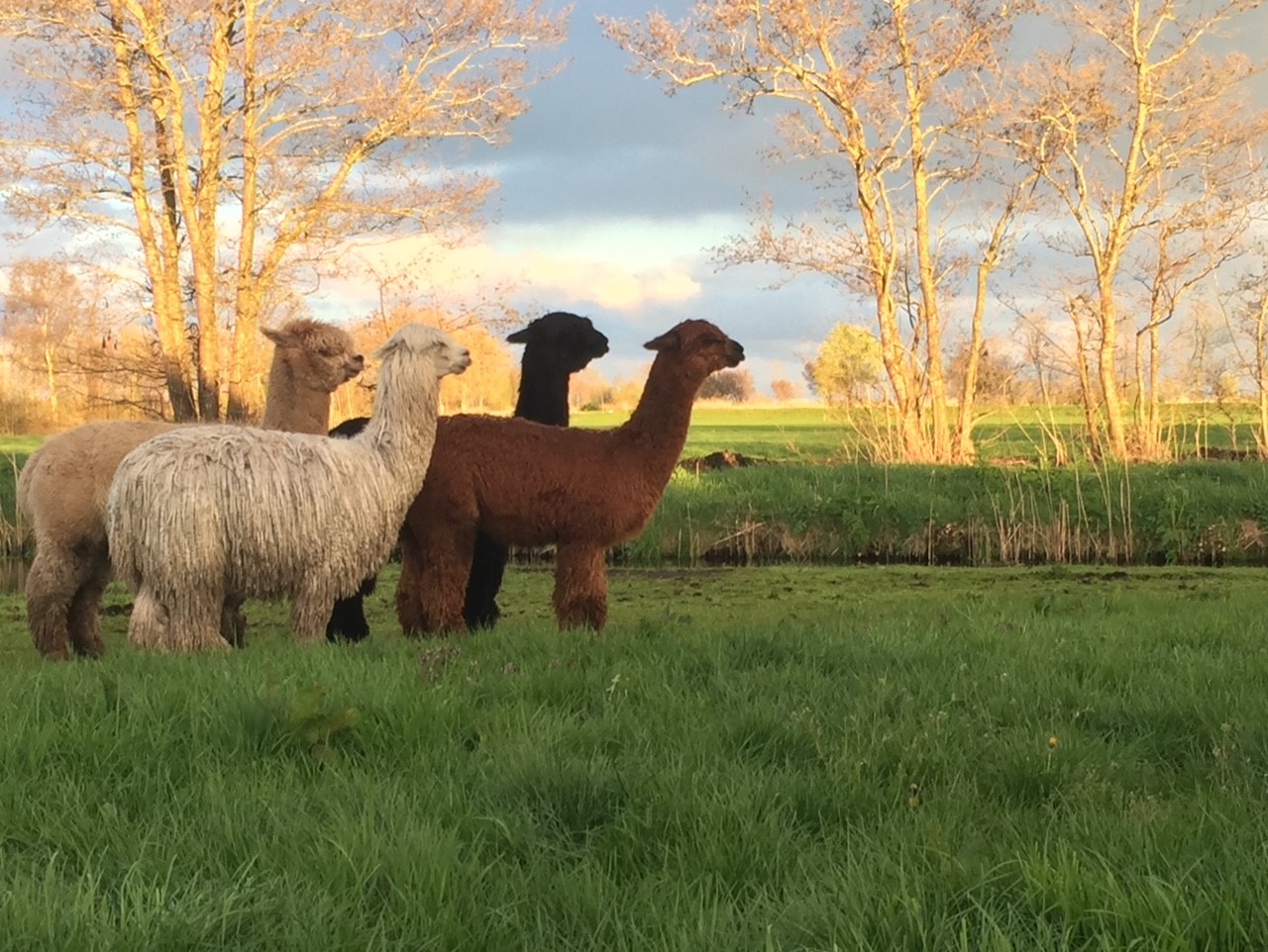 Farm alpaca Home